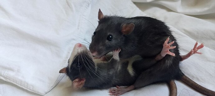 IMG_20220610_173708_105