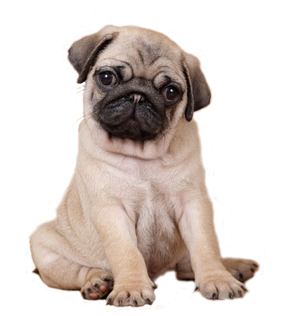 mops_59f0a3